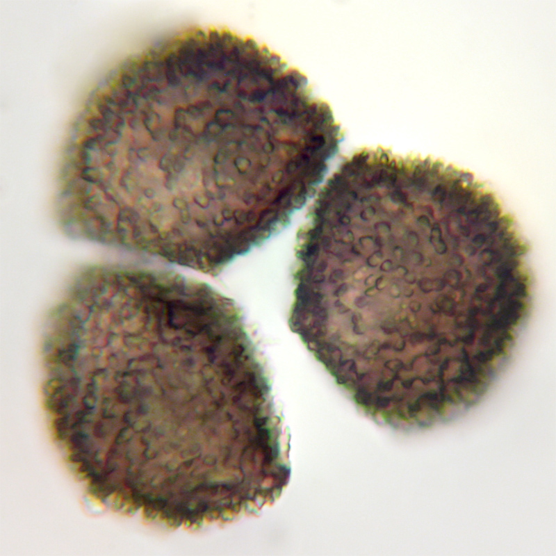 Anthoceros macounii